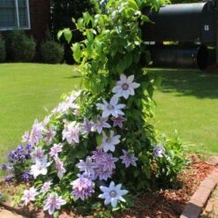 Nelly Moser Clematis Vine -Nature Grove Shop Nely Moser Clematis 3