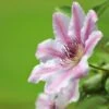 Nelly Moser Clematis Vine -Nature Grove Shop Nely Moser Clematis FGT 600x600 e6e07d3a 5c79 4dd5 90bc 4c7a3eb4088b