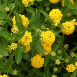 New Gold Lantana -Nature Grove Shop New gold Lantana 3