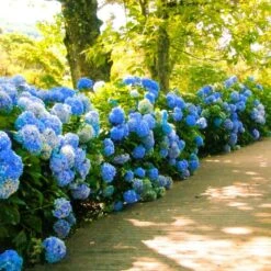 Nikko Blue Hydrangea -Nature Grove Shop Nikko Blue Hydrangea 1 FGT