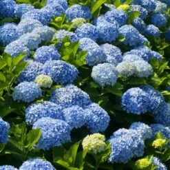 New Products -Nature Grove Shop Nikko Blue Hydrangea 3 FGT