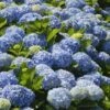 Nikko Blue Hydrangea -Nature Grove Shop Nikko Blue Hydrangea FGT 600x600 6900873b 2306 471d 9456 2b382bfd0b17