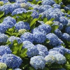 New Products 15 Nikko Blue Hydrangea