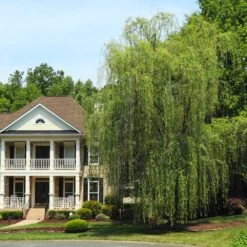 Niobe Golden Weeping Willow 9 Niobe Golden Weeping Willow -Nature Grove Shop Niobe weeping willow 3
