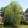 Niobe Golden Weeping Willow 1 Niobe Golden Weeping Willow -Nature Grove Shop Niobe weeping willow 600x600 d28419af 791e 4f15 bac9 b32ab8cc9129