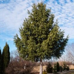 Norway Spruce Tree 9 Norway Spruce Tree -Nature Grove Shop Norway Spruce 2 FGT