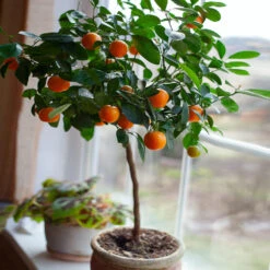 Nules Clementine Tree 8 Nules Clementine Tree -Nature Grove Shop Nules Clementine 2 FGT c092ce2d a906 45fb 86fe 704ce2a65d74