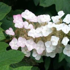 Oakleaf Hydrangea Shrub -Nature Grove Shop OAKLEAF FGT THUMB a396bc6d 9d3c 49ac 82c6 f1db3d28bb3d
