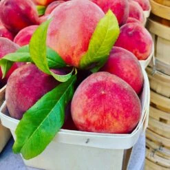 O'Henry Peach Tree -Nature Grove Shop OHenry Peach 3