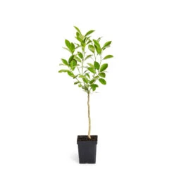 Calamondin Tree 13 Calamondin Tree -Nature Grove Shop ORG CAL 12 1QT