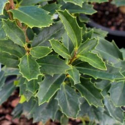 Oak Leaf™ Holly Tree -Nature Grove Shop Oak Leaf Holly 3