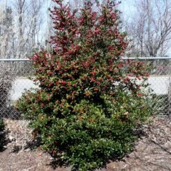 Oak Leaf™ Holly Tree -Nature Grove Shop Oak Leaf Holly 4