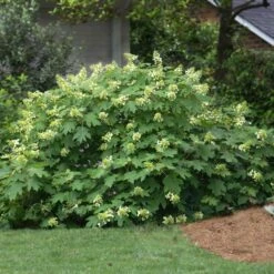 Oakleaf Hydrangea Shrub -Nature Grove Shop Oakleaf Hydrangea 1 FGT