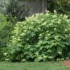 Oakleaf Hydrangea Shrub -Nature Grove Shop Oakleaf Hydrangea FGT 600x600 d2944eba ae70 47b7 8382 af278ed9c7a7