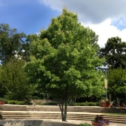 October Glory Red Maple Tree -Nature Grove Shop October Glory Maple 1 FGT