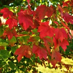 October Glory Red Maple Tree -Nature Grove Shop October Glory Maple 2 FGT