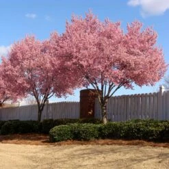 Okame Cherry Tree -Nature Grove Shop Okame Cherry 02 FGT