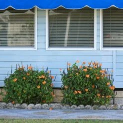 Orange Marmalade Crossandra Shrub -Nature Grove Shop Orange Marrmelade Crossandra 4