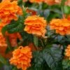 Orange Marmalade Crossandra Shrub -Nature Grove Shop Orange Marrmelade Crossandra FGT 600x600 c6715e06 2d28 4ec3 9ade 105e6014a6d6