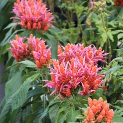 Orange Shrimp Plant 9 Orange Shrimp Plant -Nature Grove Shop Orange Shrim plant 2 BB