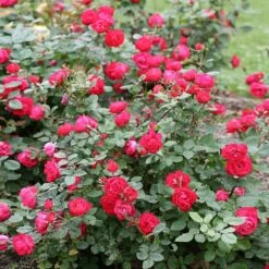Oso Easy® Double Red Rose -Nature Grove Shop Oso Double Red Rose 1
