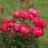 Oso Easy® Double Red Rose -Nature Grove Shop Oso Double Red Rose 2 600x600 b585947e 509f 4e63 b94a b06c884252b5
