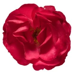 Oso Easy® Double Red Rose -Nature Grove Shop Oso Double Red Rose 3