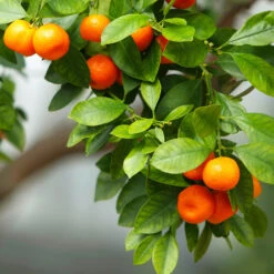 Owari Satsuma Mandarin Tree - USDA Organic -Nature Grove Shop Owari Satsuma Mandarin 3 5ad26f0d 36bb 4190 a2a3 1cf6d76e8b3b