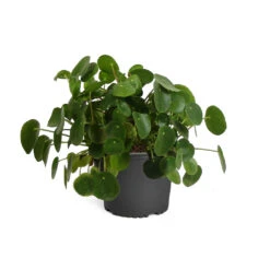 Pilea Peperomioides (Pancake Plant) 14 Pilea Peperomioides (Pancake Plant) -Nature Grove Shop PIL PEP1 standard pot