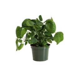Pilea Peperomioides (Pancake Plant) 15 Pilea Peperomioides (Pancake Plant) -Nature Grove Shop PIL PEP6 standard pot