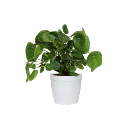 Pilea Peperomioides (Pancake Plant) 13 Pilea Peperomioides (Pancake Plant) -Nature Grove Shop PIL PEP6 white delilah