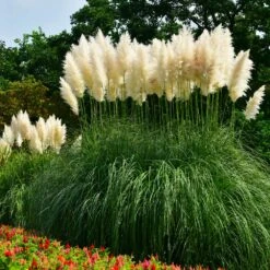 New Products -Nature Grove Shop Pampas Grass 3 FGT