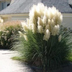 Pampas Grass 7 Pampas Grass -Nature Grove Shop Pampas Grass 4 FGT