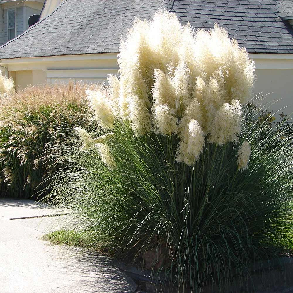 Pampas Grass 5 Pampas Grass - Image 3