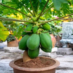 Papaya Tree -Nature Grove Shop Papaya 7