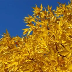 Patmore Green Ash Tree -Nature Grove Shop Patmore Green Ash 2