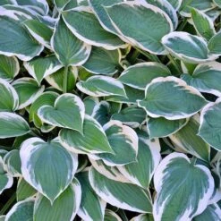 Patriot Hosta Plant -Nature Grove Shop Patriot Hosta 3