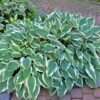 Patriot Hosta Plant -Nature Grove Shop Patriot Hosta FGT 600x600 940103cb 0bf3 4d39 a022 1aece119f464