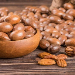 Pawnee Pecan Tree -Nature Grove Shop Pawnee Pecan 4 FGT