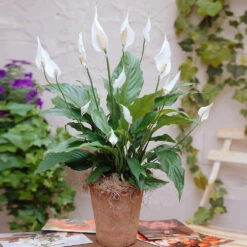 Peace Lily Plant -Nature Grove Shop Peace Lily 3