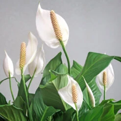 Peace Lily Plant -Nature Grove Shop Peace Lily 6