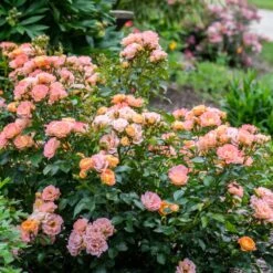 Peach Drift® Rose -Nature Grove Shop Peach Drift Rose 2 FGT