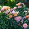 Peach Drift® Rose -Nature Grove Shop Peach Drift Rose FGT 600x600 f8ca7bd1 fa31 4812 a01e d374c6e508cc