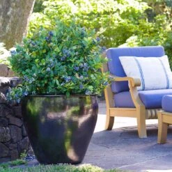 Bushel And Berry® Peach Sorbet™ Blueberry Bush 10 Bushel And Berry® Peach Sorbet™ Blueberry Bush -Nature Grove Shop Peach Sorbet BLueberry 1