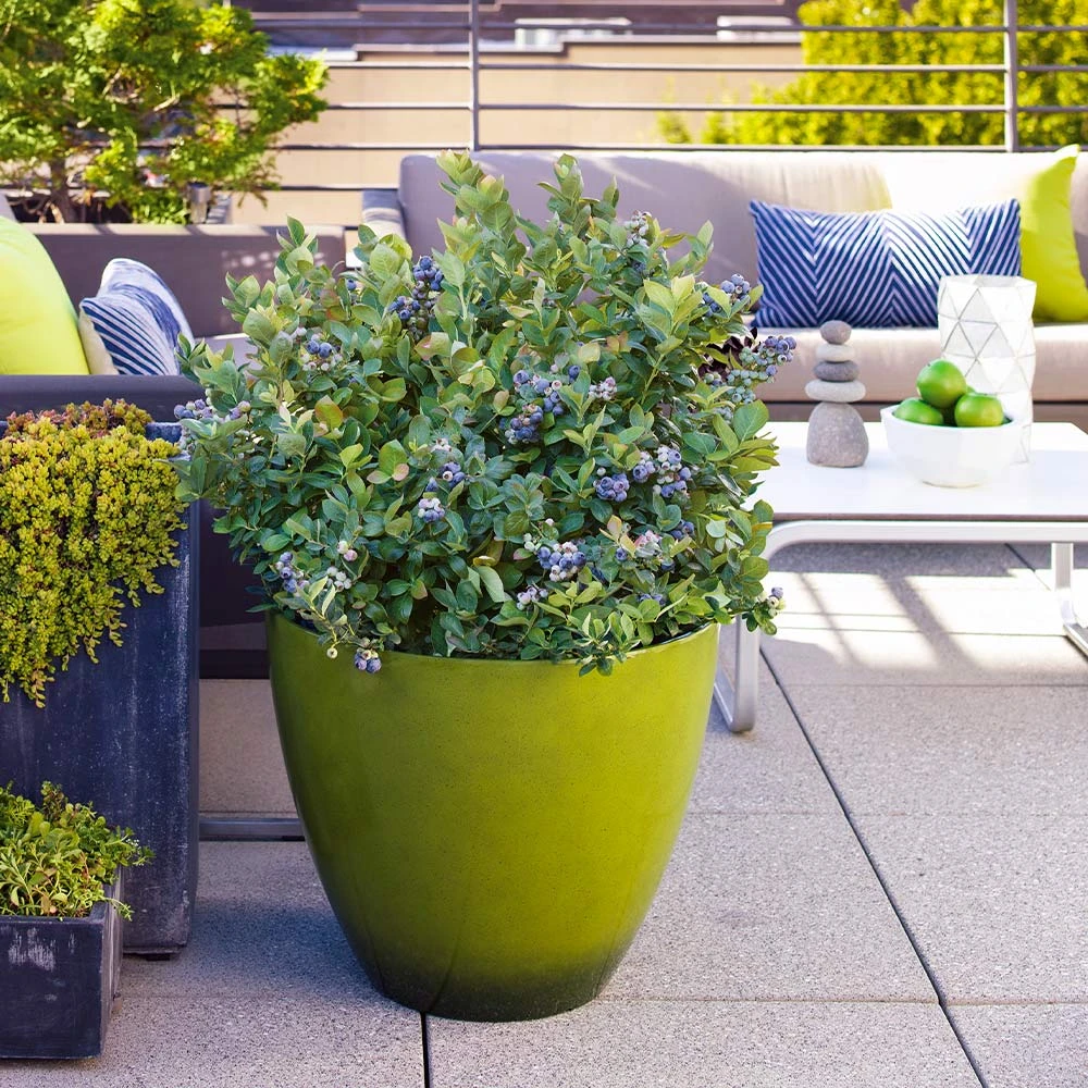 Bushel And Berry® Peach Sorbet™ Blueberry Bush 6 Bushel And Berry® Peach Sorbet™ Blueberry Bush - Image 4