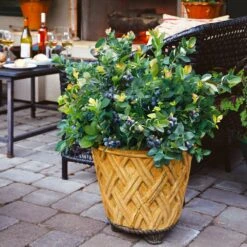 Bushel And Berry® Peach Sorbet™ Blueberry Bush 14 Bushel And Berry® Peach Sorbet™ Blueberry Bush -Nature Grove Shop Peach Sorbet BLueberry 3 BB