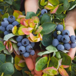 Bushel And Berry® Peach Sorbet™ Blueberry Bush 11 Bushel And Berry® Peach Sorbet™ Blueberry Bush -Nature Grove Shop Peach Sorbet BLueberry 7
