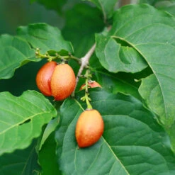 Peanut Butter Fruit Tree 9 Peanut Butter Fruit Tree -Nature Grove Shop Peanut Butter Tree 1 FGT