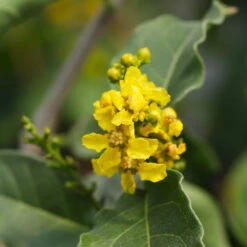 Peanut Butter Fruit Tree 11 Peanut Butter Fruit Tree -Nature Grove Shop Peanut Butter Tree 7