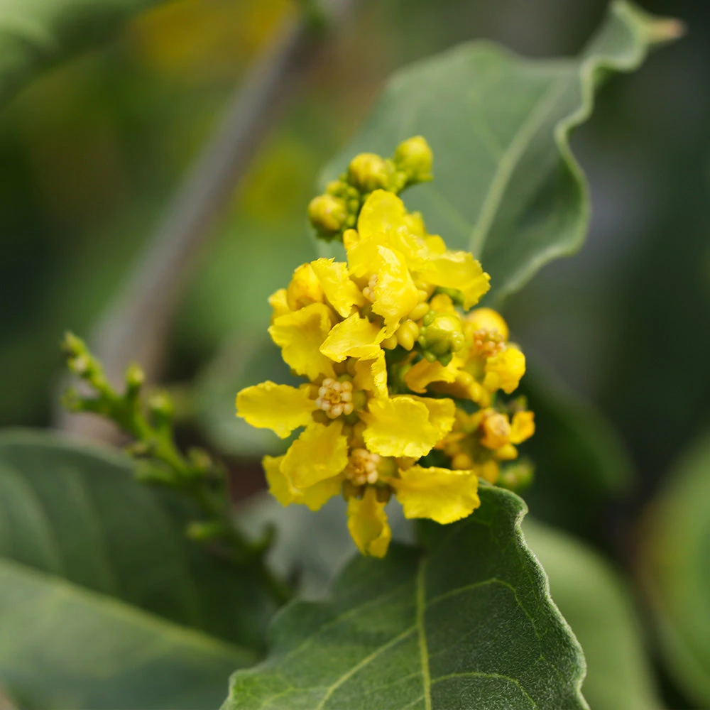 Peanut Butter Fruit Tree 7 Peanut Butter Fruit Tree - Image 5
